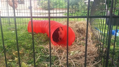 Bexley Allotments - Valentine Ave