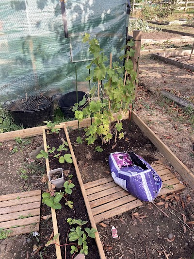 Bexley Allotments - Ripley Road