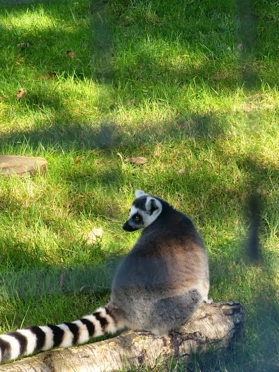 Golders Hill Park Zoo